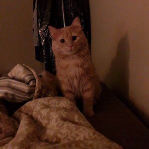 Meet your Posher, Shanshan